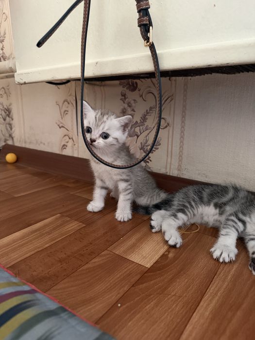 продается девочка скоттиш фолд 2мес