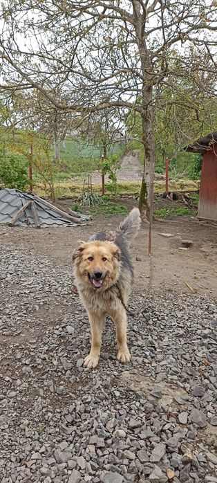Donez câine de pază