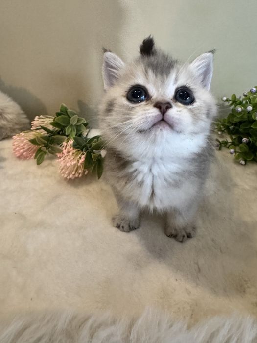 Продается голубое золото, британский мальчик