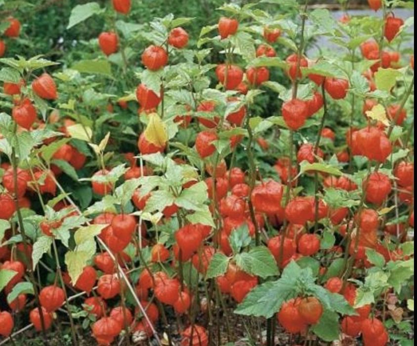 Физалис         .