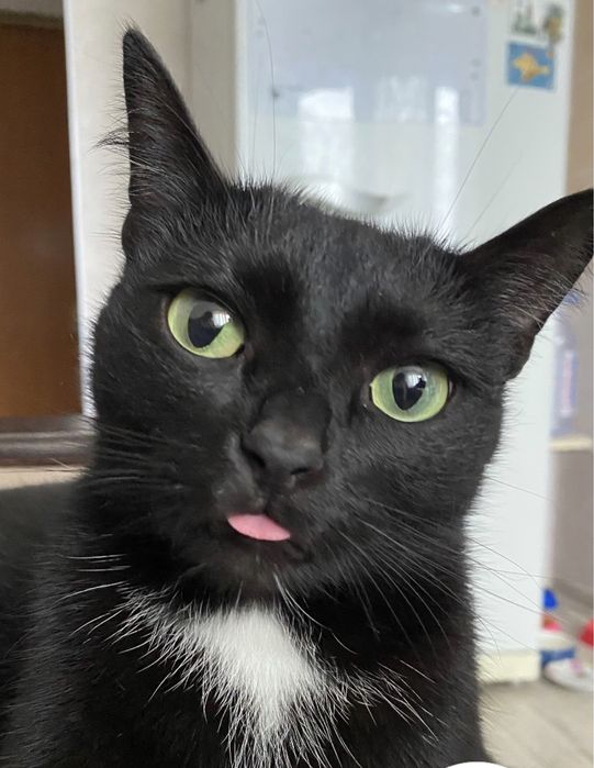 Отдам кошку