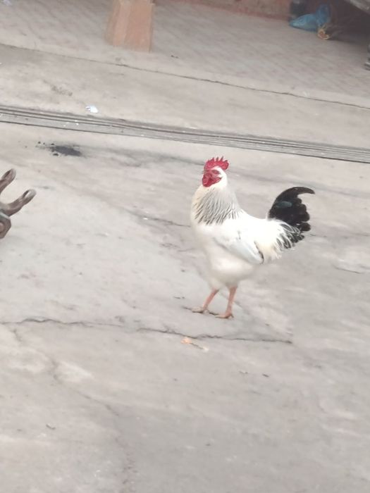 Адлерский порода Хуроз