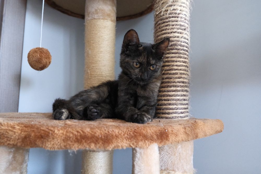 Котка за осиновяване