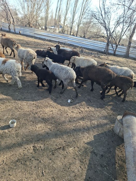 Овцы с ягнятами.