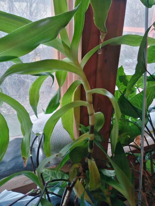 Семена, гиЛечебна КАЛИЗИЯ, Коледниче, КАЛАНХОЕ, Люти чушки дръвче в съ