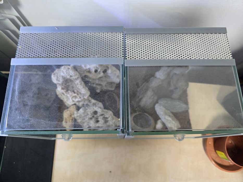 Terarii pentru paienjeni saritori