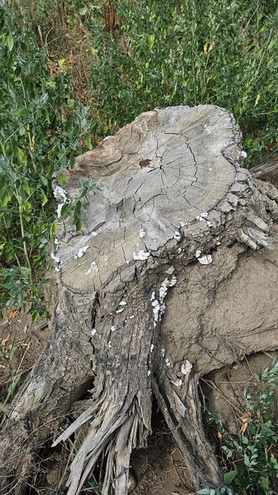 Radacina de nuc, diverse marimi, uscate