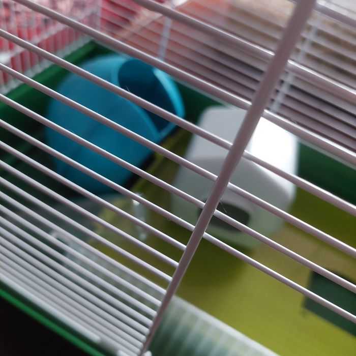 Cusca hamsteri , rozatoare