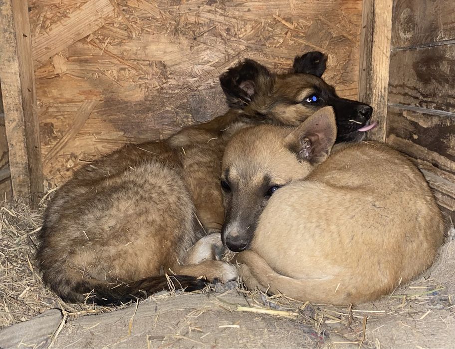 Срочно! Бездомные щенята ищут дом