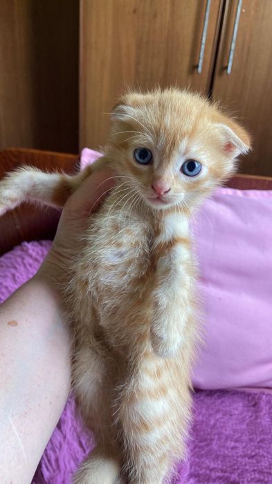 Котята в хорошие руки