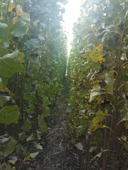 Terak kochatlar yashil makon uchun ham tel qiloraslar