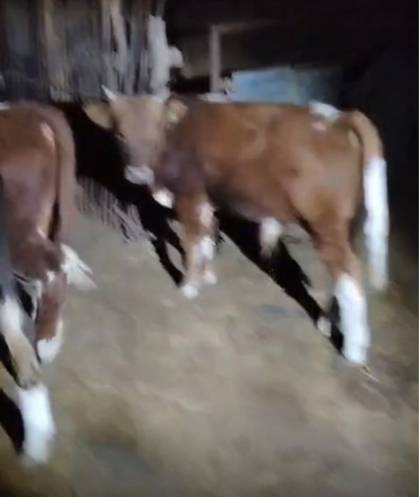 Подсос бұзаулар сатылады