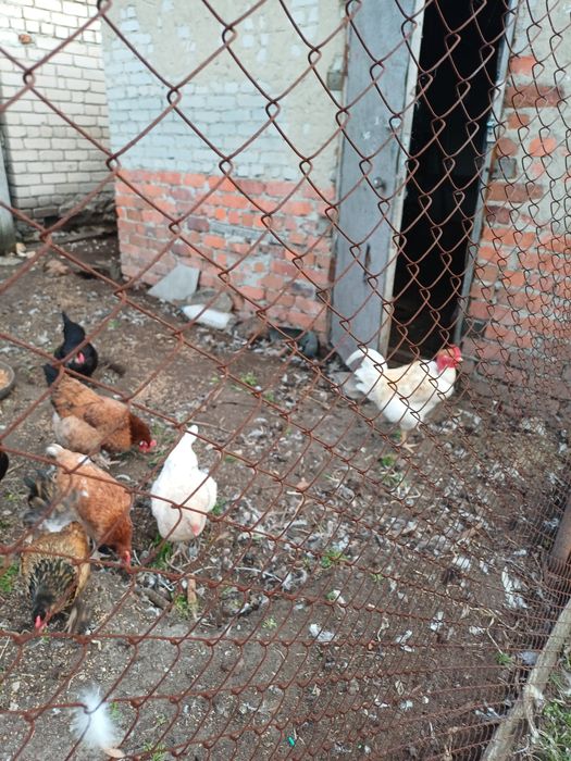 Продам яйцо инкубационное