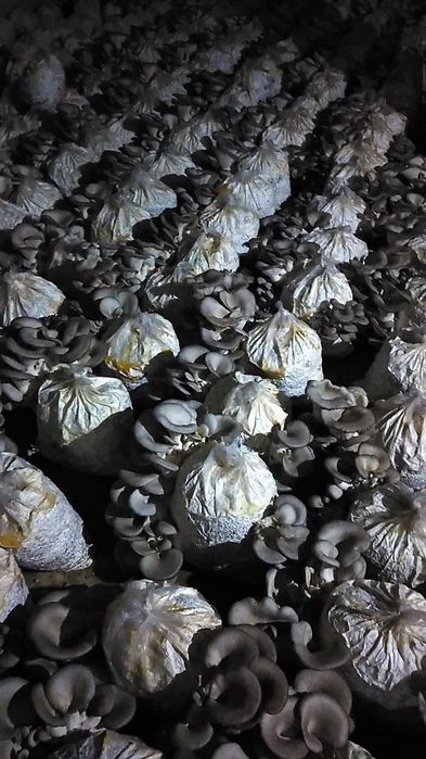 Qoziqorin veshinka mitseliysi