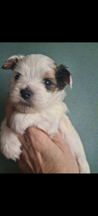 Малыши Бивер Йорка