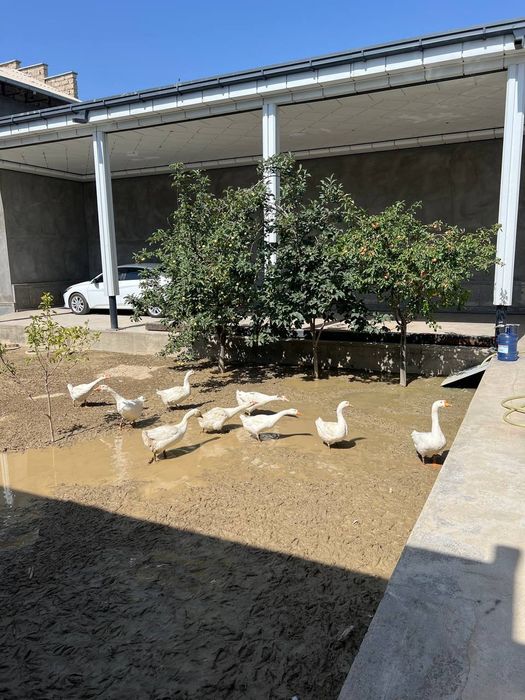 G'ozlar 2yilik sotiladi