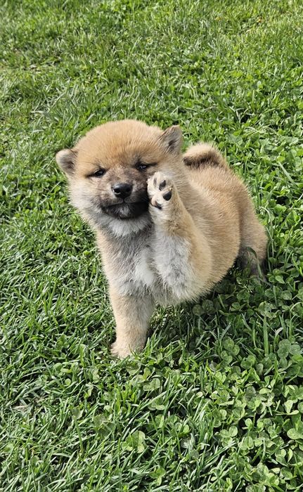 Baiat Shiba pedigree FCI