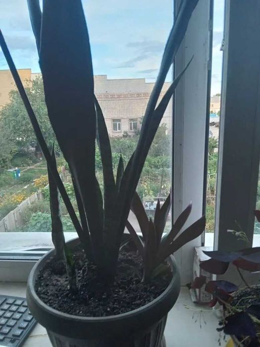 Продам комнатные цветы