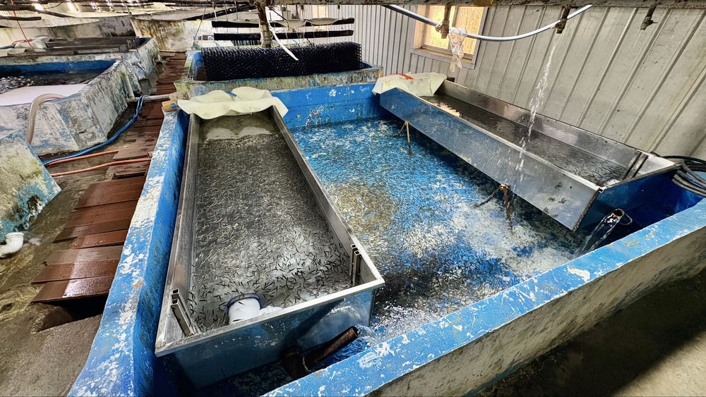 Яблоневый сад 51га