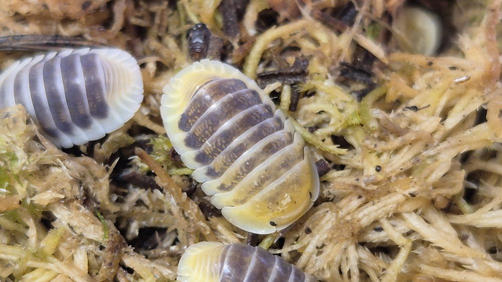 Izopode si miriapode