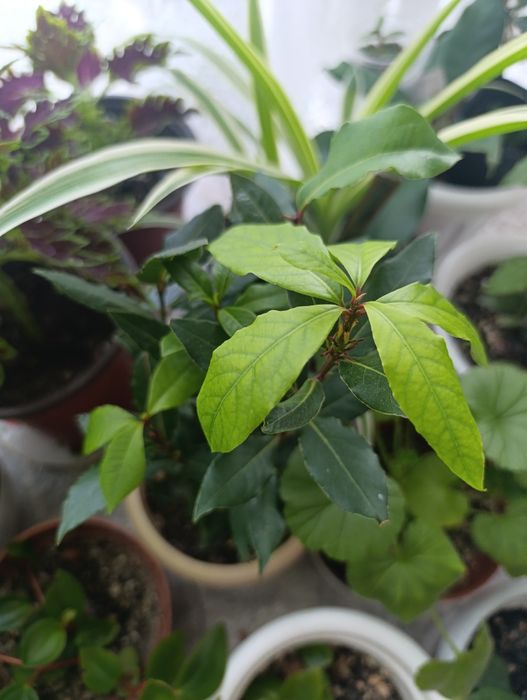 Лавровый лист.,можно добавлять в еду