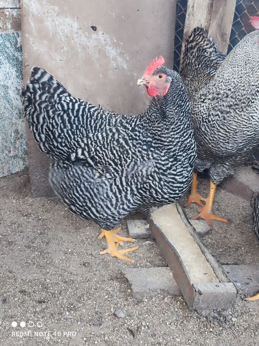 Разплодни яйца от Амрок