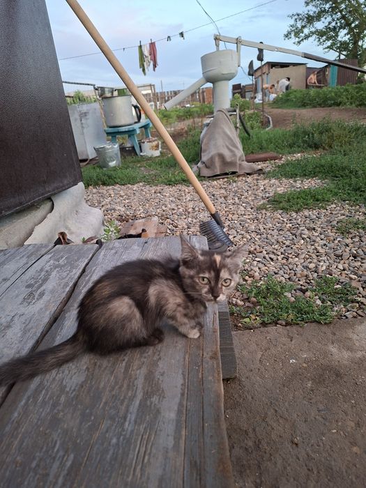 Отдам котят  в хорошие руки