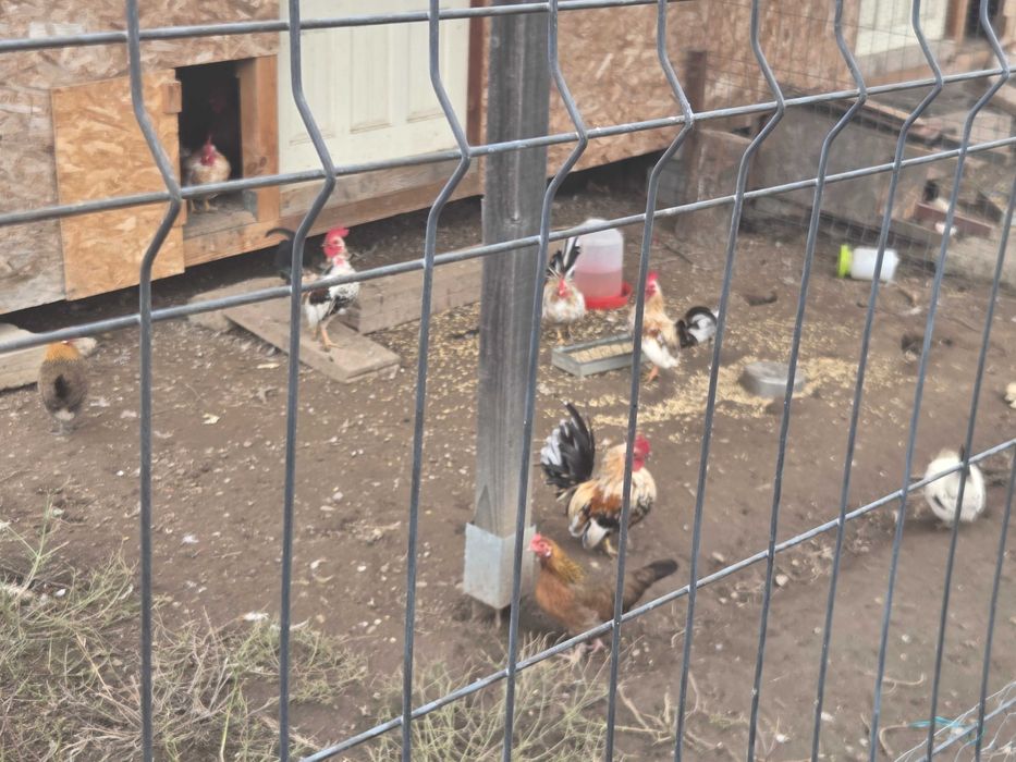 Vand gaini pitice si porumbei.