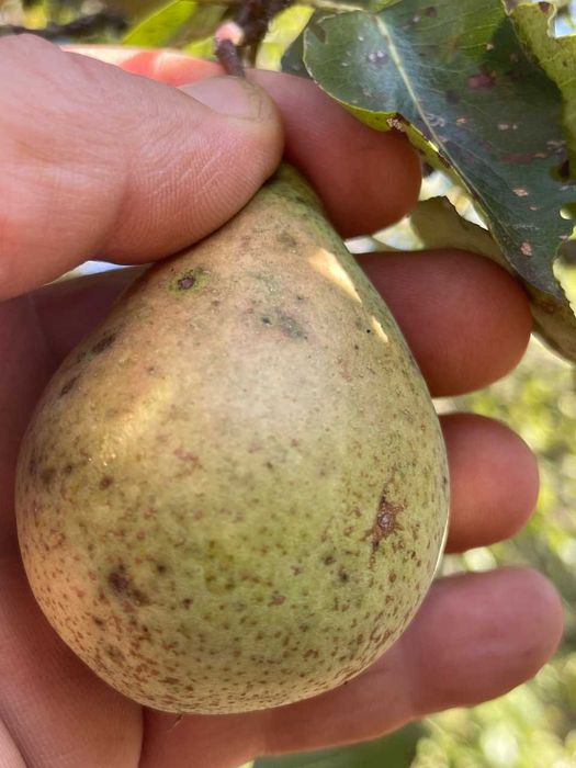 Pere si Mere bio pentru tuica, palinca, suc