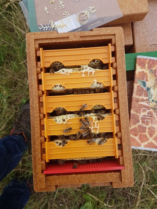 Matci carnica împerecheate in controlat in zona izolata de munte