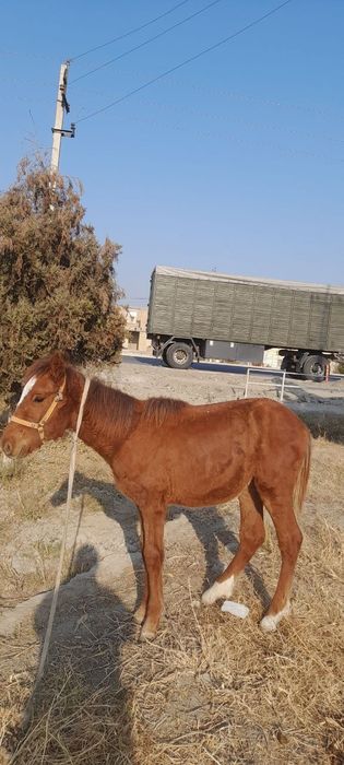 Тойлар сотилади.