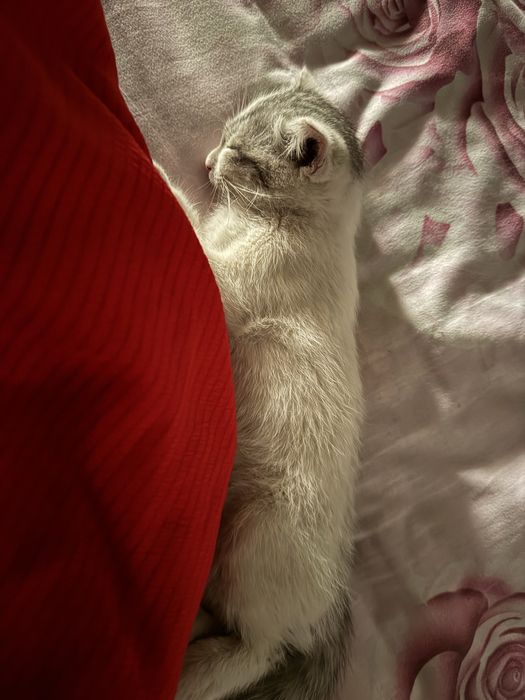 Котенок мальчик. Отдадим в добрые руки