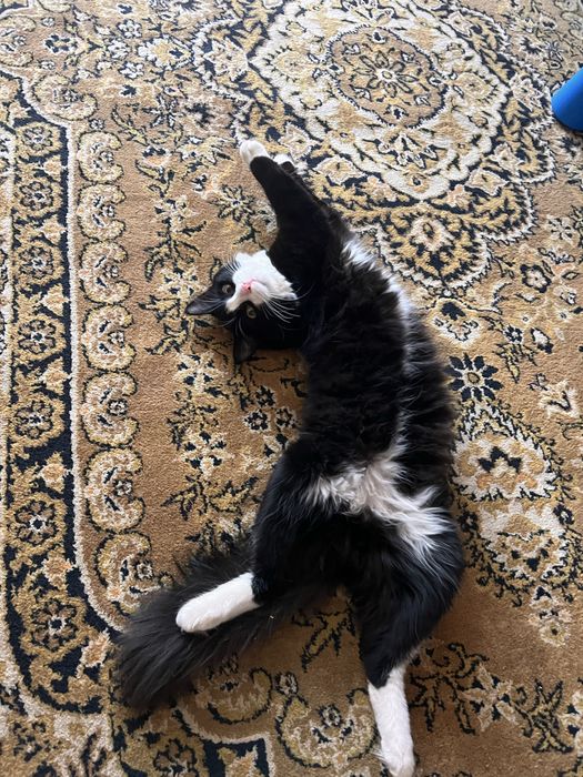 Отдам котика в добрые руки