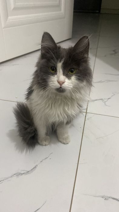 Котенок 5 месяцев