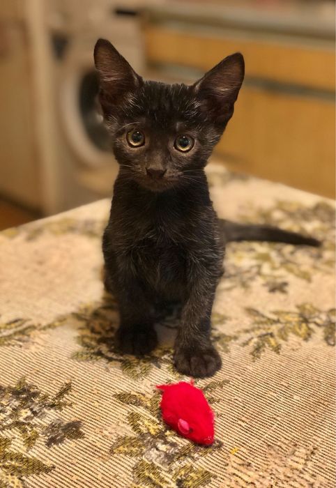 Sylvia Saint porno tomosha qiling