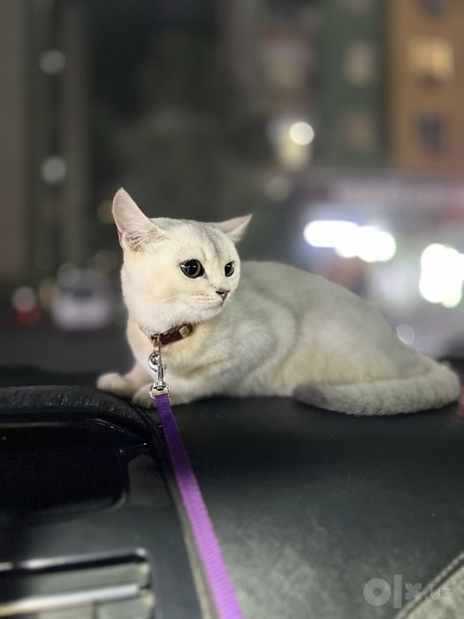 Mushuk. Кошка сотилади