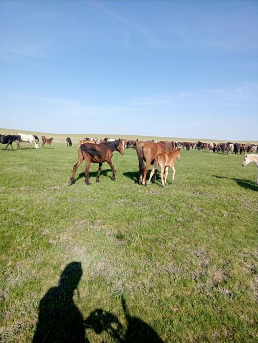 Жылкы сатылады..