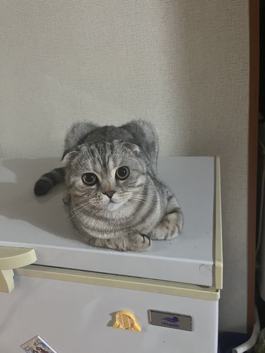 Шотландский вислоухий котик