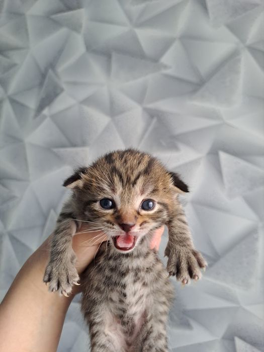 шотладские котята