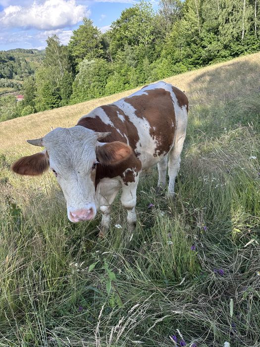 Vand 2 tauri buni de monta
