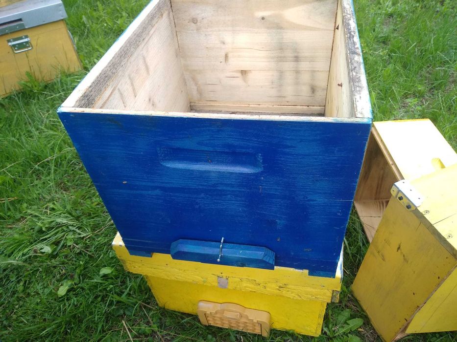 lazi / stupi de albine