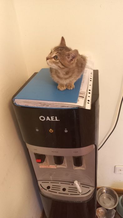 Котенок в добрые руки
