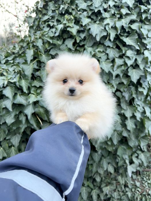 Померан мини момче със втора ваксина