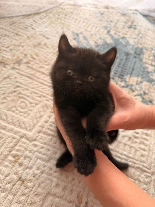 Шотландский котенок