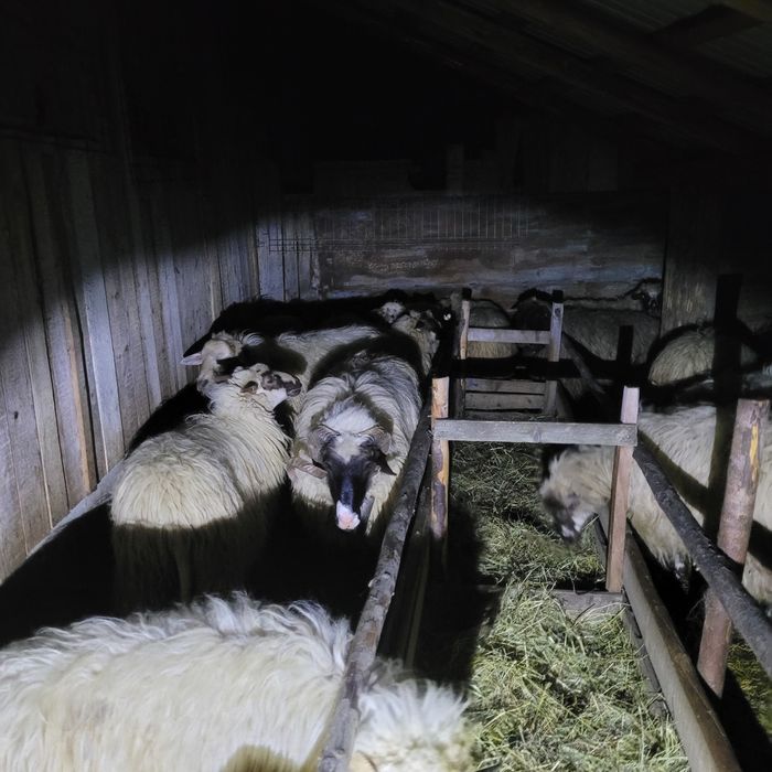 Vând berbec cu nasul alb și o oaie breaza