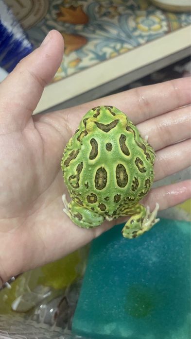 Рогатка лягушка взрослая