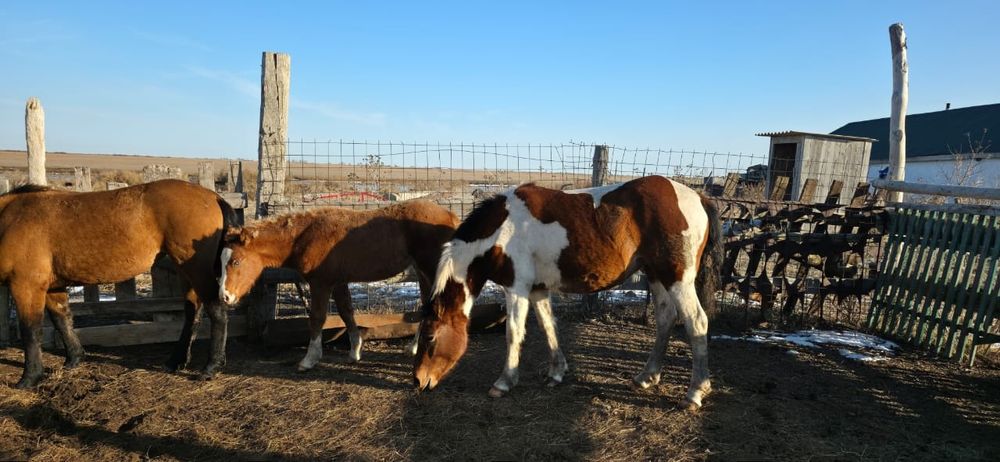 Продам лошадей оптом