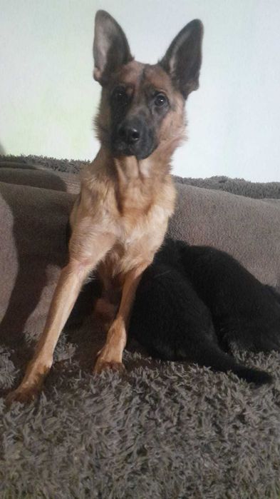 Щенки в ответственные руки