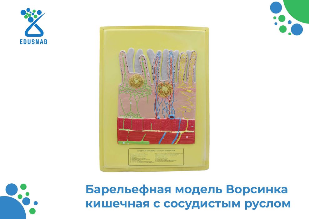 Барельефная модель / anatomik modellar/Tibbiy va ilmiy o‘quv asboblari