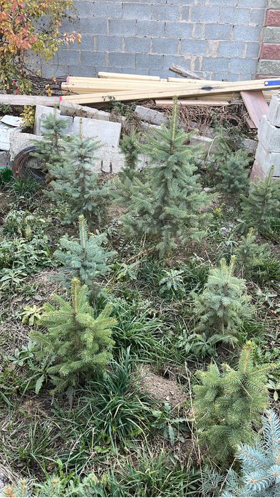 Ель голубая 500штук